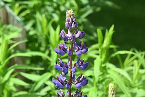 2025-06018769 Acton Arboretum, MA